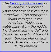 Text Box: The Neotropic Cormorant or Olivaceous Cormorant (Phalacrocorax brasilianus) is a medium-sized cormorant found throughout the American tropics and subtropics, from the middle Rio Grande and the Gulf and Californian coasts of the USA south through Mexico and Central America to southern South America 